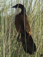 Coppery tailed Coucal Coppery tailed Coucal